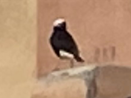 White-crowned Wheatear