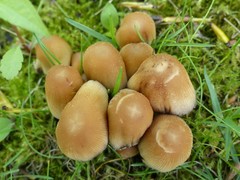 Coprinellus truncorum