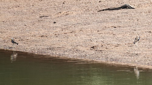 iNaturalist: (c) christiaandevries, some rights reserved (CC BY-NC) iNaturalist image