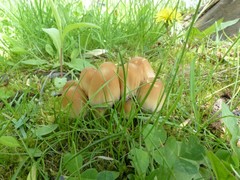 Coprinellus truncorum