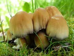 Coprinellus truncorum