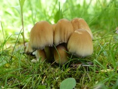 Coprinellus truncorum