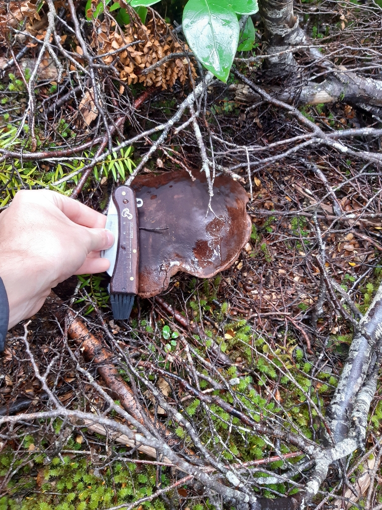Tylopilus formosus · April 2026 · photo: © georgecox (iNaturalist, cc0)