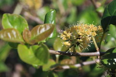 Pisonia aculeata