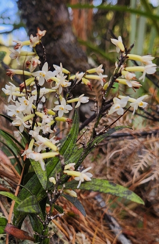 Easter Orchid (Earina autumnalis)
