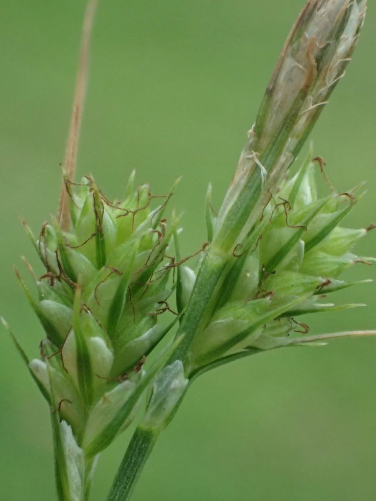Carex breviculmis (Carex breviculmis)