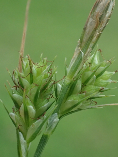 Carex breviculmis R.Br.