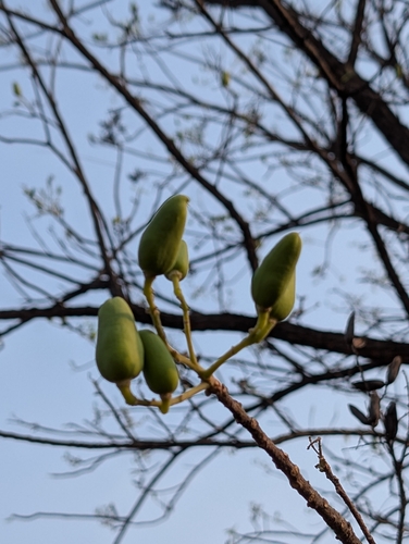 Ceylon satinwood (Chloroxylon swietenia)