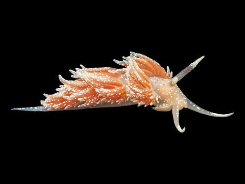 Facelina annulicornis