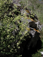 Galium pobedimovae