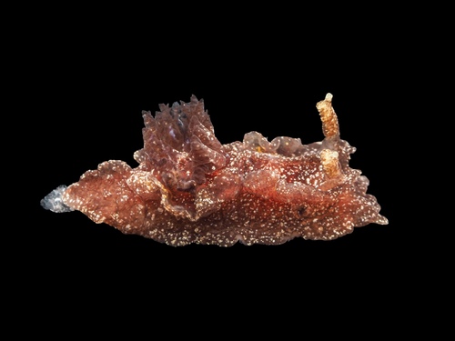 citrine nudibranch