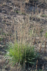Agropyron cristatum