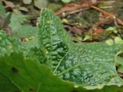 Puccinia malvacearum