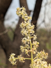 Chloroxylon swietenia, photograph (c) Ravuri Krishna Chaitanya, some rights reserved (CC BY)