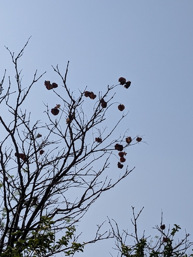 Indian Laurel (Terminalia elliptica)