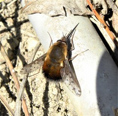 Bombylius discolor