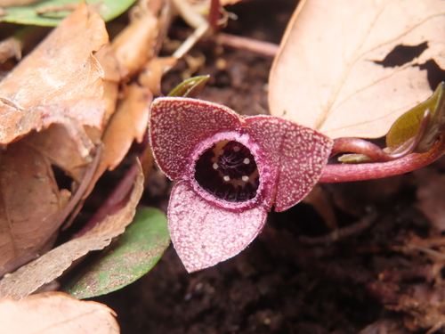 Asarum takaoi