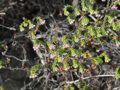 Erica similis