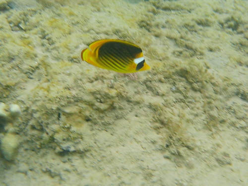Chaetodon fasciatus
