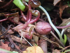 Asarum fauriei, photograph Timur Kalininsky, CC BY, iNaturalist via GBIF