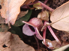 Timur Kalininsky, CC BY, iNaturalist via GBIF Asarum fauriei, photograph Timur Kalininsky, CC BY, iNaturalist via GBIF
