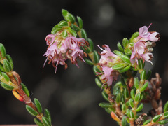 Erica similis