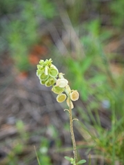 Clypeola jonthlaspi, photograph (c) Aubin NORMAND, some rights reserved (CC BY)