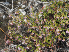Erica similis