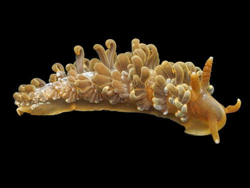 Spurilla neapolitana
