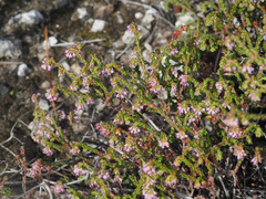 Erica similis