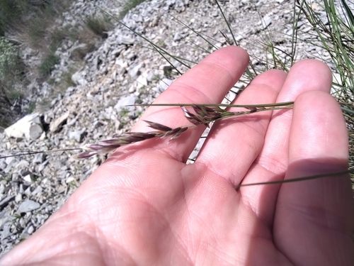 Small Melick (Melica minuta)