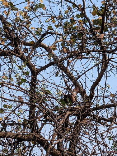 Bidi Leaf Tree (Bauhinia racemosa)