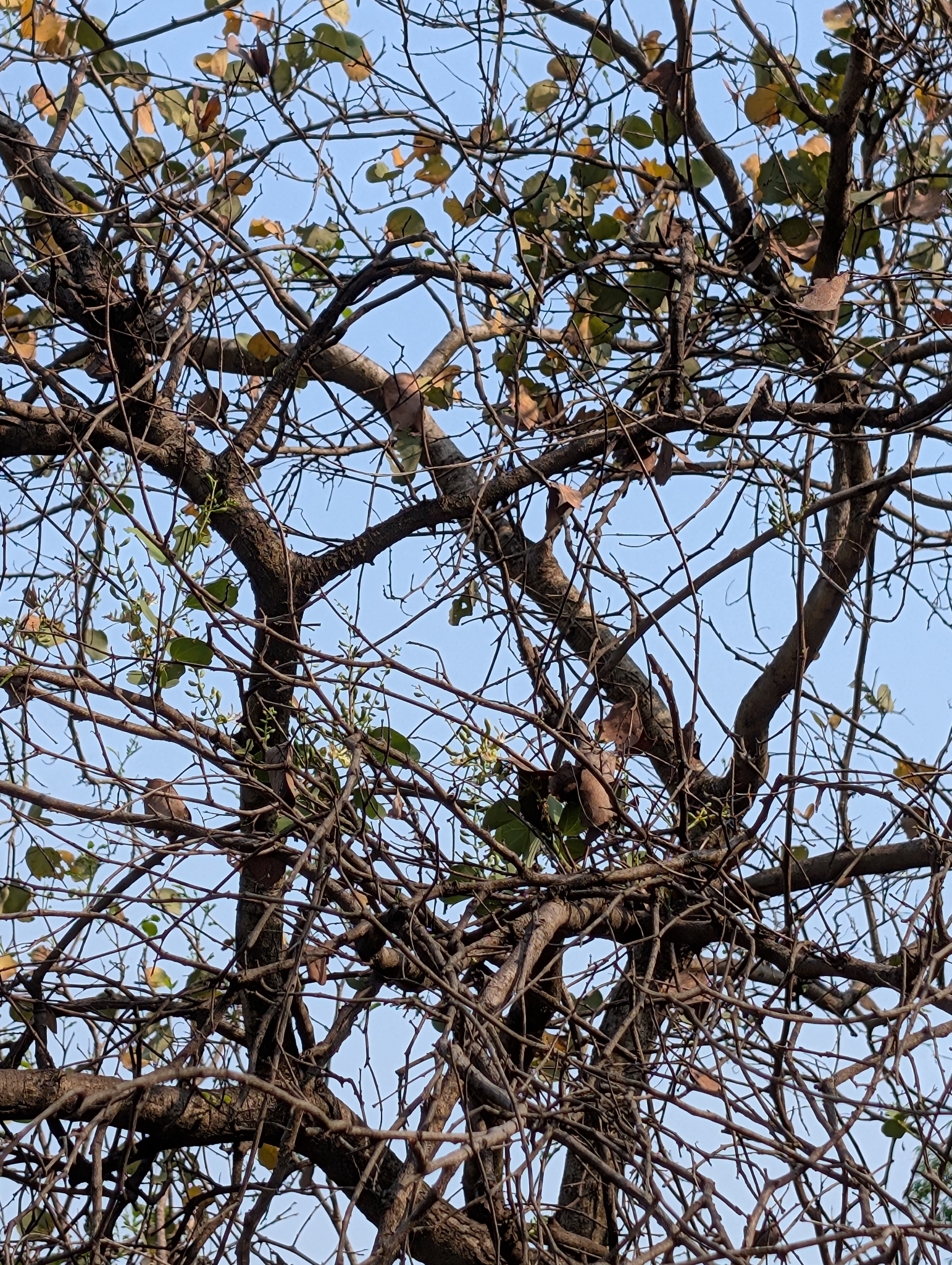 Bidi Leaf Tree (Bauhinia racemosa)