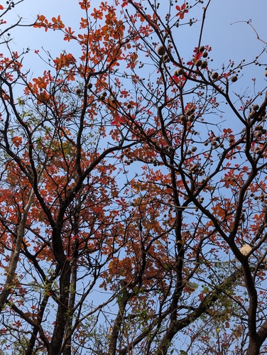 Myrobalan (Terminalia bellirica)