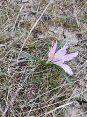 Colchicum bulbocodium versicolor