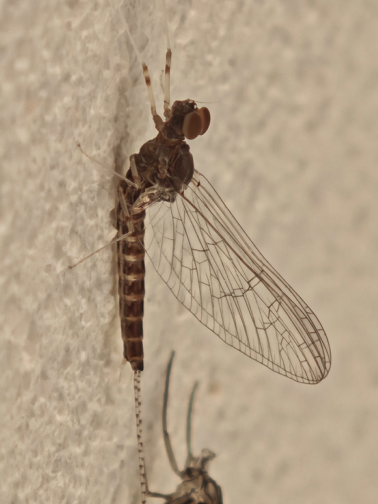 Cloeon peregrinator