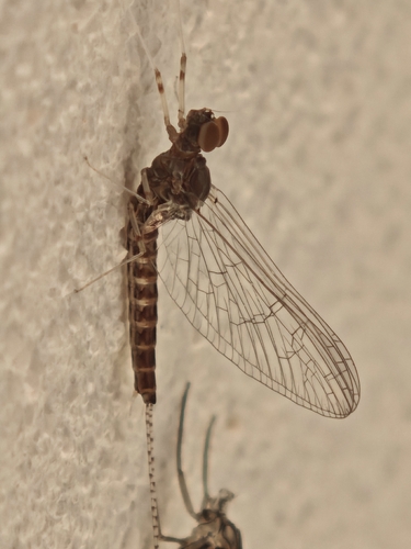 Cloeon peregrinator
