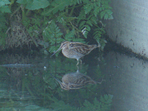 Agachadiza común (Gallinago gallinago)