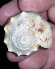 Cymbiola vespertilio