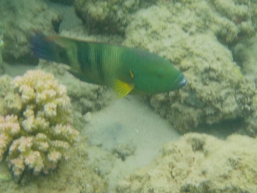 Cheilinus lunulatus