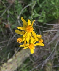 Senecio ampullaceus
