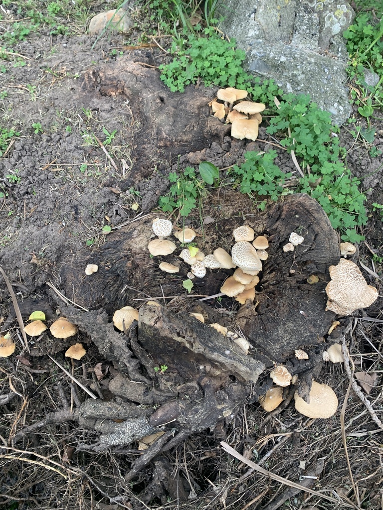 Cyclocybe cylindracea · April 2026 · photo: © orcacroissant (iNaturalist, cc-by)
