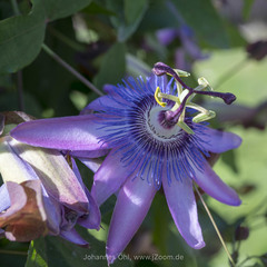 Passiflora amethystina × caerulea