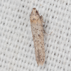 Obithome punctiferella