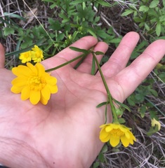 Ranunculus macranthus