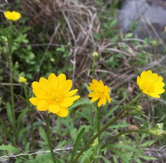 Ranunculus macranthus