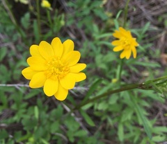 Ranunculus macranthus