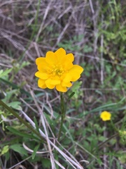 Ranunculus macranthus