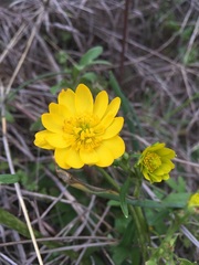 Ranunculus macranthus