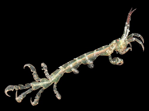 Caprella penantis observed 2026-04-03